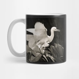 Cattle egret courtship display Mug